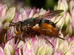 Parasitic fly Tachina fera